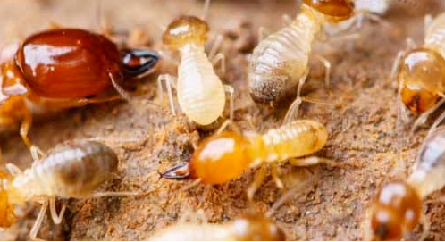 1651129281450796.png 01.png